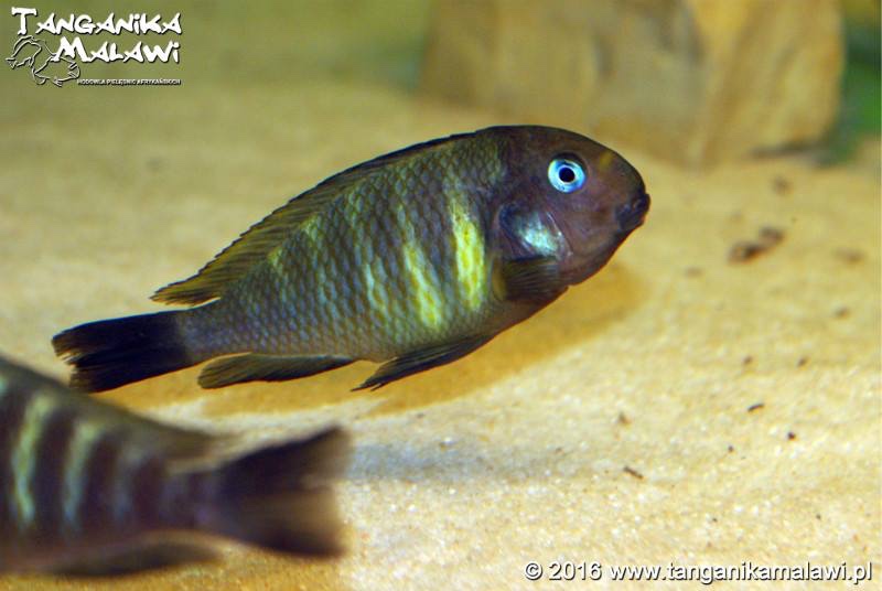 Tropheus sp. 'kipili' Ulwile Island